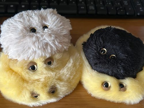 るんるん　たくさんのおめめで　かびぬしのこと　じーって　みるのぞ