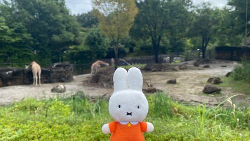 動物園にいったよ(・ⅹ・）🦒🦓