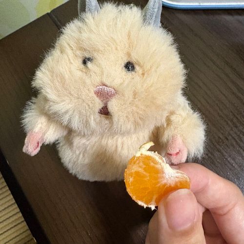 みかんだってー！🍊