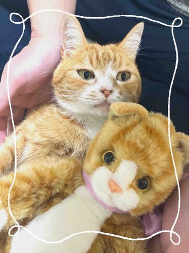 ぼくとと丸！ぼく、お家に行ったら似てる子に出会ったよ！
模様もそっくりなんだ。鏡見てるみたいだな〜〜
