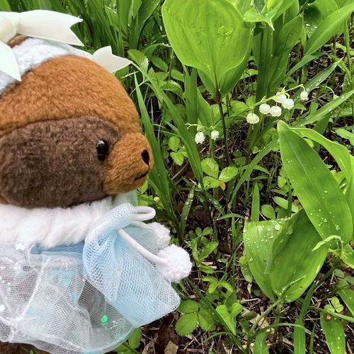 たぬぅ、北海道にすずらん見に行ったの。とっても小さくて可憐なお花だったぬ！