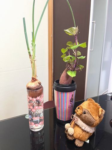 サツマイモと立派なネギ子も元気だなぁ！