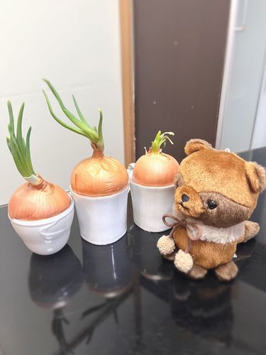 たぬのティアラです。

みんなで仲良く玉ねぎから芽が出ちゃった。