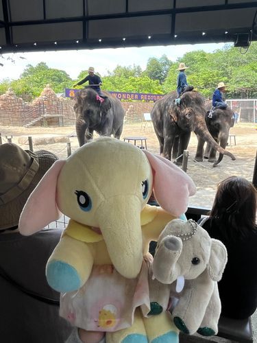 ちょっと前なんだけど市原ぞうの国のぞうさんのショーを観たよ。
かわいいし大迫力で楽しかったな！
