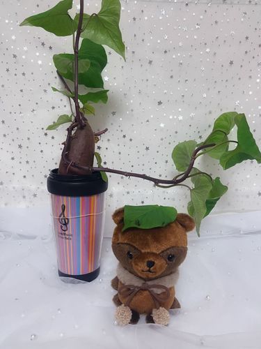 たれ耳たぬの、ティアラです。
おいもちゃんがすごく元気になってきたぬぅ〜！
剪定した、葉っぱ1枚頂戴してこれで化けれるぬぅ♡