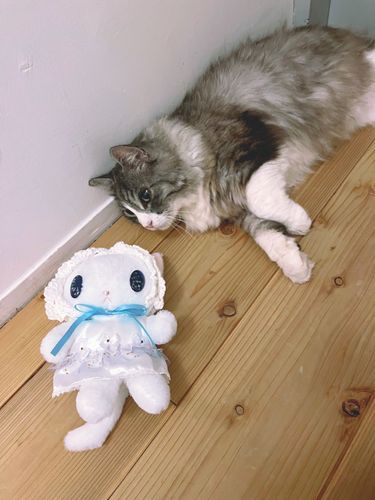 コスモは館山の猫宿ペンションアトカさんに行ってきました。

猫ちゃんたちにたくさん癒やされました〜ダンくんゴロゴロしてたからコスモもゴロゴロしちゃった😹
