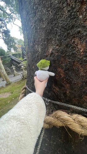 杉の木からの まいなす いおん を感じさせられたよぉぉぉ 近すぎるよぉおぉぉ
