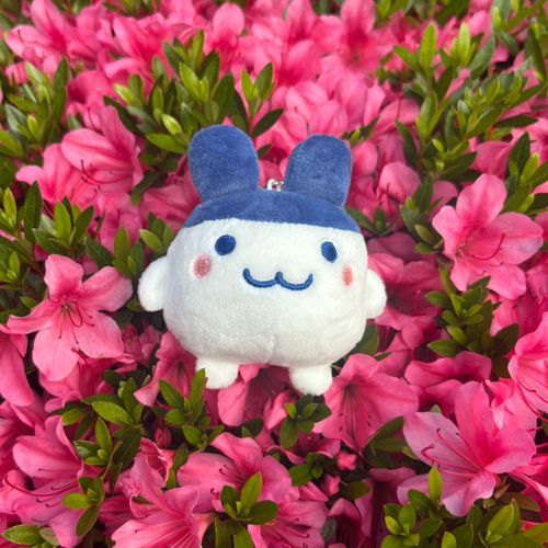 みみこです🐰
飼い主の心の安定剤！
元気いっぱいの女の子♡