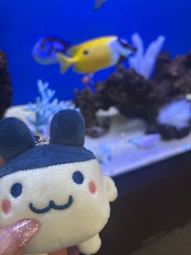 みみこ初お魚🐟
今度水族館いこうね🥺
