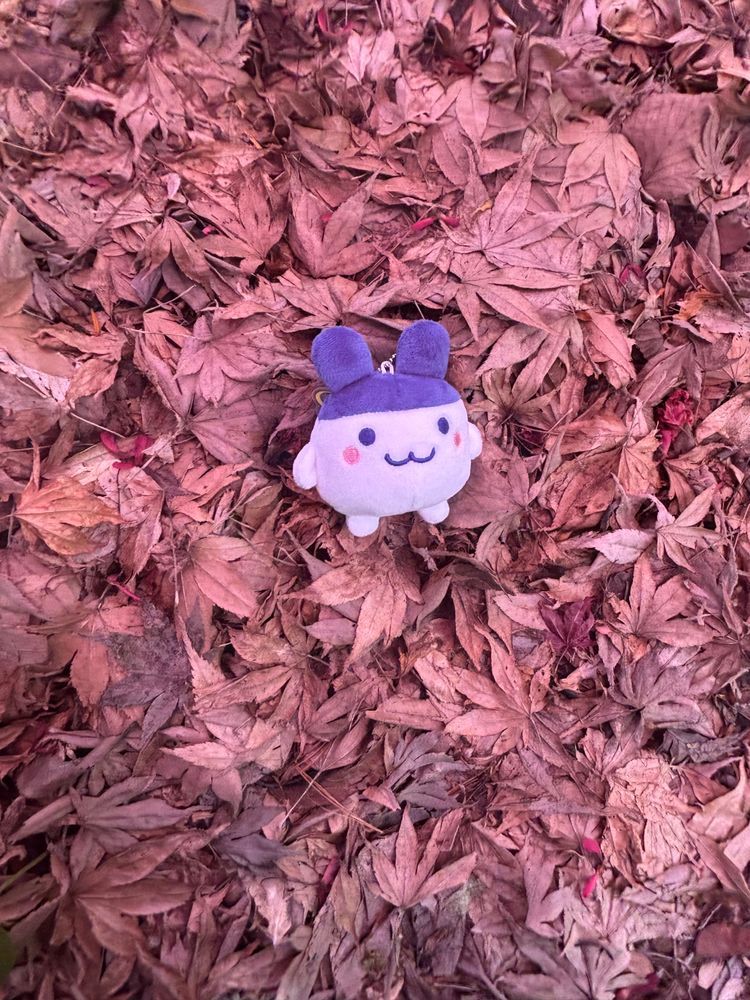 みみこ、お散歩日和だね(*^^*)🌳