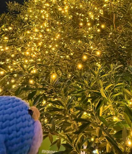なんと言うクリスマス感🎄🐧✨