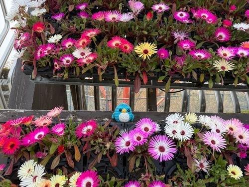 桜🌸観に行ったのにパンジー💐の綺麗さについ…🐧👀✨
