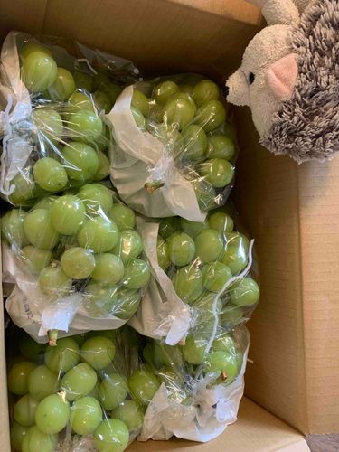 なんかすごくたくさんのシャインマスカットが届いたよ！いただきものってやつらしい！本当にうれしくて、ありがたくて、しあわせなんだけど、冷蔵庫にギリギリおさまったけど、この量…どうしたらいいのか…ひと粒たりともだめにしたくなくて悩むぼんぼだよ…