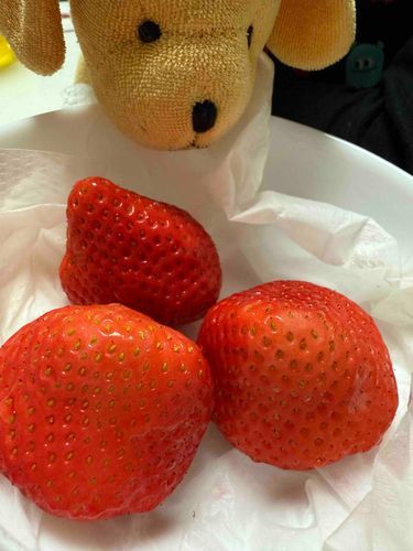 あまりにも…
あまりにも巨大❣️