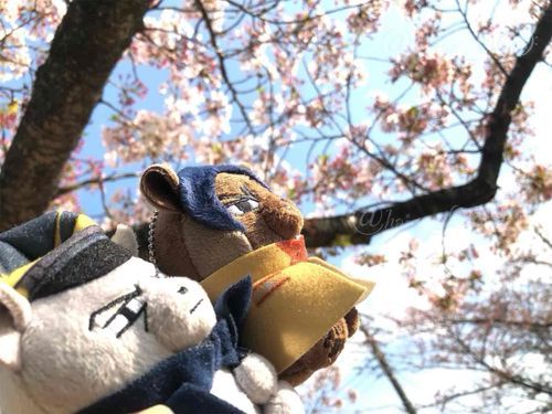 春に桜を見に行った時の一枚🌸