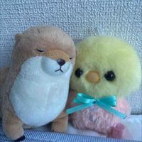 かわぴよ