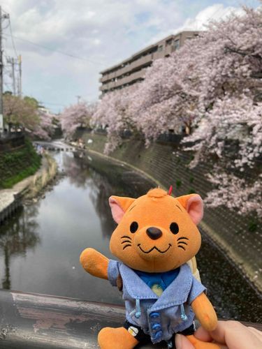 オーーカ川(?)でお花見してきたニャ。サクラきれいだったよ〜♪

飼い主が「大岡川の桜は今日がギリギリ見ごろだね〜。あとは葉桜になりそう…」って言ってた。
ギリギリでも行けてよかった♪