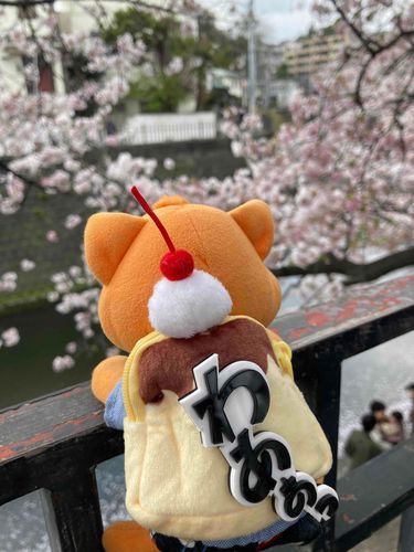 屋台もたっくさん❗️出てたニャ！
サクラ見て、屋台で食べ歩きして…楽しかったニャ〜♪