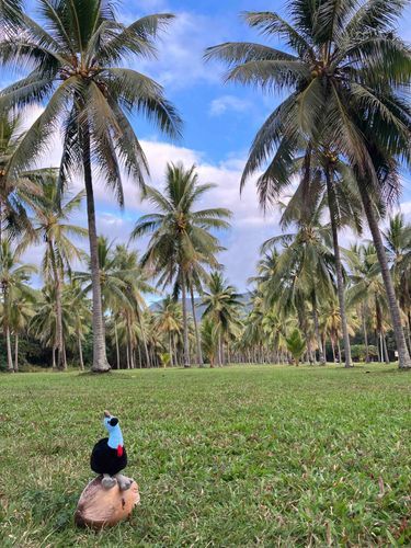 ココナッツがいっぱい🥥🥥🥥
チルが棲んでるのはこういうところだよ🌴