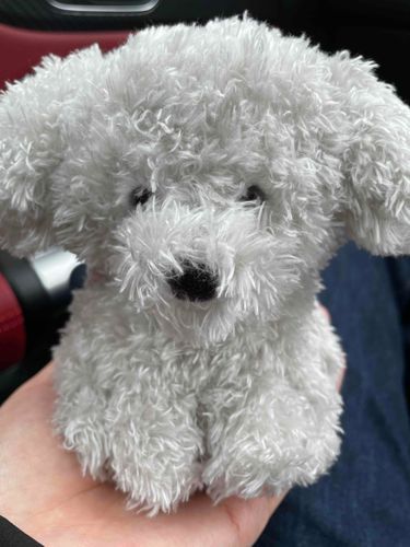 てのりワンコの『ぐり』です。

よろしくおねがいします🐶