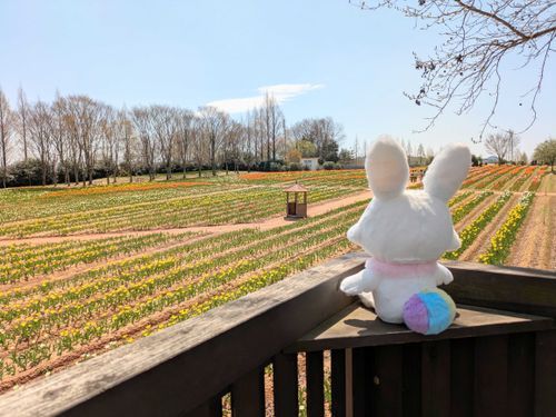 2025年4月17日
広島に位置する「世羅高原」というフラワーガーデンにメルメルと一緒に遊びに行った時のお写真。
たくさん撮ったお写真の中でも特にお気に入りの1枚で、お花が綺麗なのはもちろんのこと天気は快晴、人もそれほど多くなかったので最高のデートを楽しめました。
高台から目を輝かせながらお花畑を眺めるメルメルをつい想像しちゃいます。