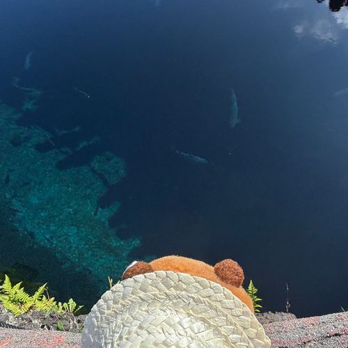 おぉ…魚が見える…
だが落ちそうで怖いぞ。
主が手を滑らせたら終わる…