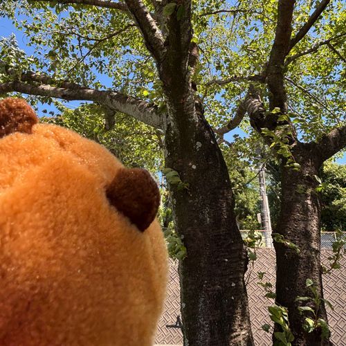 散歩した。
暑いけど風がきもちいい！
よーーくみたらセミのぬけがらあるよ。