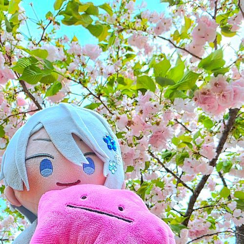 葉桜だねメタモンくん