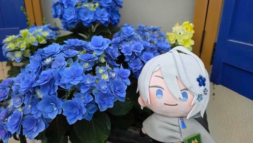 あじさいだよ