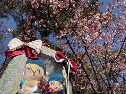 大『さくらっ！ことしの、さくらっ！』

ゆび『豊国神社の蜂須賀桜だな』

大『いろ、こいっ！きれいっ！』

ゆび『早咲きだから、少し散り始めているが、今年も綺麗だな』