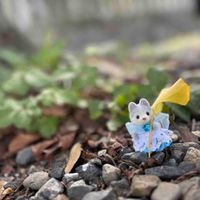 小さきしらすと仲間たち