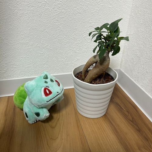 ダネまるとガジュマル