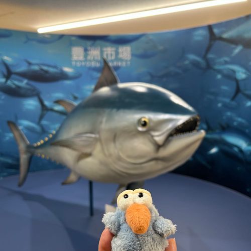 豊洲市場に行きました🐟