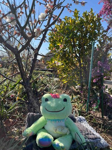 おはようございます！
のどかなおてんき〜☀️🐣梅が咲いていたケロ！いっしょにぱしゃり♪おやつ持ってくればよかったね、梅ちゃんごきげん🐸🌸🌸