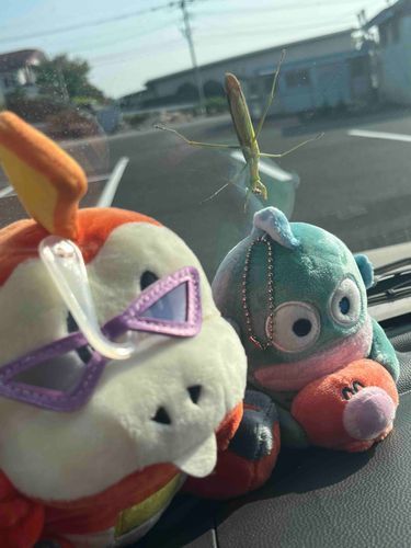 きゃーカマキリがいるよぉぉぉ