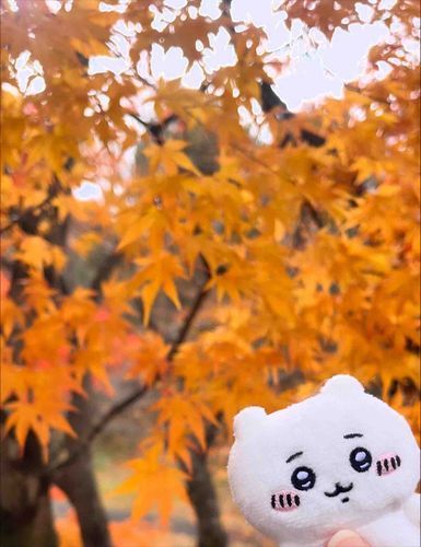 🍁