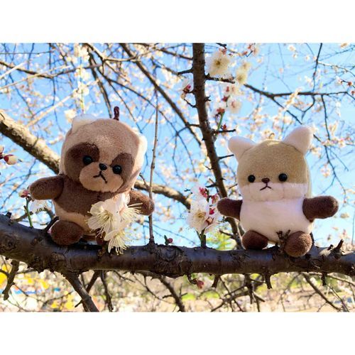 梅の花が満開！

https://minne.com/items/26294199

#たぬき
#タヌキ
#狸
#キツネ
#きつね
#狐
#セット販売
#販売
#ハンドメイド
#minne
