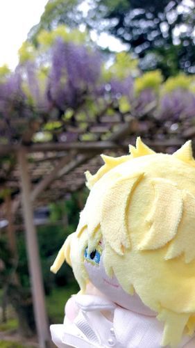 兼六園の藤……僕にばかりピントが集中してしまうな、カメラまで夢中にさせてしまうとは罪なものよ。うはは！