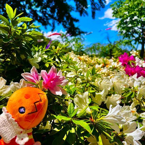 公園にきたの☀️

トレーナーがあみあみしてくれたお帽子！ちょっと恥ずかしいけどかわいいの☺️