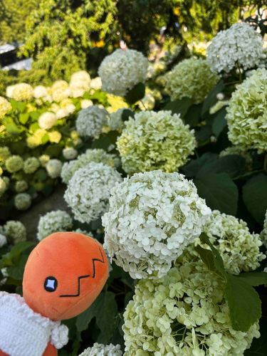 おはようなの☀️
トレーナーとお出かけしたの〜！！あじさいっていうお花なんだって！ぼくみたいにまあるいお花で可愛いの✨✨