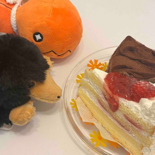 ぼくくりすますってはじめてなの！！
トレーナーのあいぼうが連れてきたにふらくんと一緒にケーキたべたのよ🎂
まいにちくりすますならいいのになあ〜