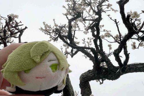 雪の白梅も綺麗なものだな。