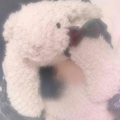 いちばん ふるい しゃしんが でてきたよ ⸝⸝ᐢ. ̫.ᐢ⸝⸝♡


このころは まだ ふわふわ だった……‪(ᐢ ‪֊  ̫ ֊ ᐢ)‬

いまや かなり けだま まみれだ！ (ᐡ ･ ･`ᐡ)

きづけば おうちのひとと であって もう いちねんが たとうと しているんだなぁ。⸝⸝ᐢ. ̫.ᐢ⸝⸝

これからも ずっと いっしょに いようね ！ ⸝⸝ᐢ. ̫.ᐢ⸝⸝♡