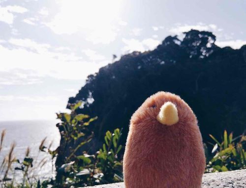 きょうは天気がよかったから、人間とさんぽにいったよ🥝