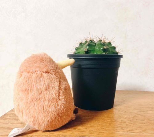 すくすく育てよ🥝