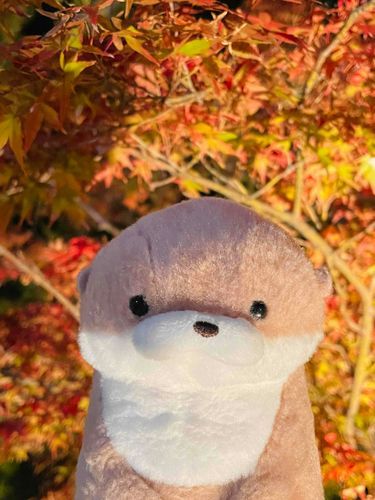 やまだです。
紅葉狩りなるものに連れ出されました。紅く染め上げられた山々の景色は圧巻なのですが、やまだとしては紅葉より梨やブドウを狩りたいものです。