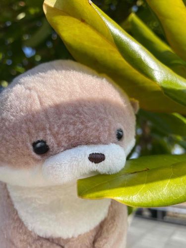 やまだです。
忙しすぎてその辺に生えている植物も美味しく感じられるようになりました。みなさんもどんなに忙しくても、ご飯はちゃんと食べましょうね。