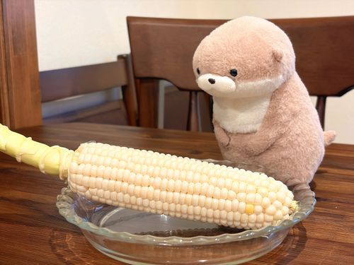 やまだです。
とうもろこしは黄色いものであると認識していたのですが、今日はなんと真っ白なとうもろこしに出会いました。これは世紀の大発見に違いありません。ノーベル賞受賞の日に備え、飼い主にフォーマルな装いを用意してもらわなくては。