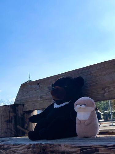 やまだです。
飼い主の目を盗み、朝のラジオ体操に赴いたところ、憂いを帯びた瞳のくまさんと出会いました。とりとめのない会話をぽつぽつと交わす時間を楽しむことができる己のことを、やまだは誇らしく思っています。