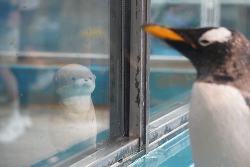 やまだです。
壁一枚を隔てたペンギンさんとのツーショットです。緊張した面持ちのやまだを気遣ってくれたのか、羽ばたいたり見つめ合ったりと非常に気さくな方でした。もしまた出会うことができたら、今度はお返しにやまだが羽ばたいてみせようと思います。